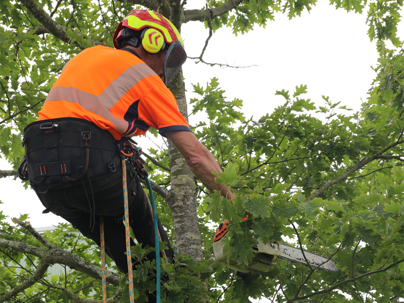 Élagage d'arbre réalisé en hauteur par un professionnel des espaces verts